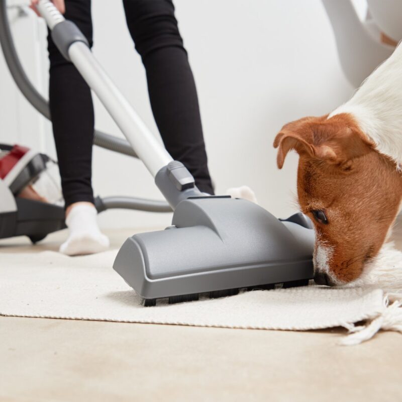 How to Get Dog Pee Smell Out of Your Rug: 4 Simple Strategies