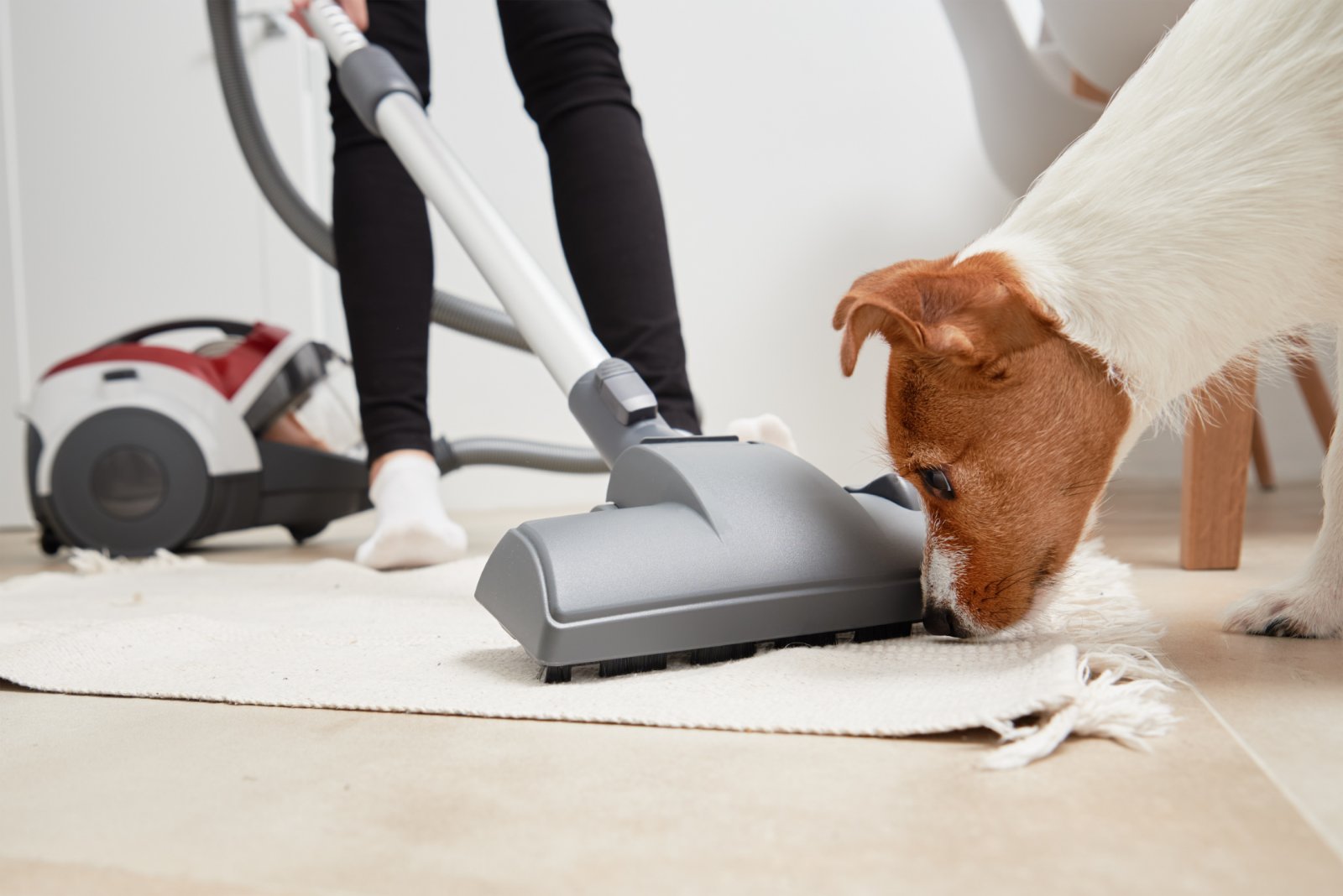 How to Get Dog Pee Smell Out of Your Rug: 4 Simple Strategies